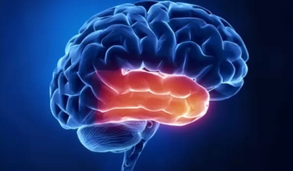 Brain region responsible for regulating attention identified by researchers