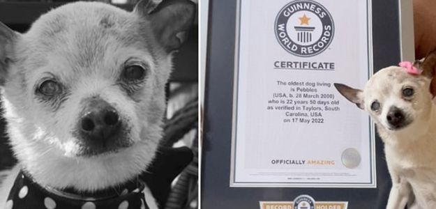 The world's oldest dog 'Pebbles' passes away at the age of 22