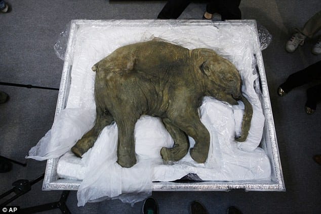 How can woolly mammoths return to the land of the living?