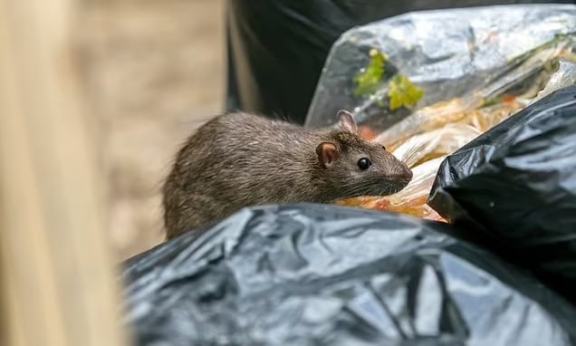 Human infection from rat urine on the rise in New York City
