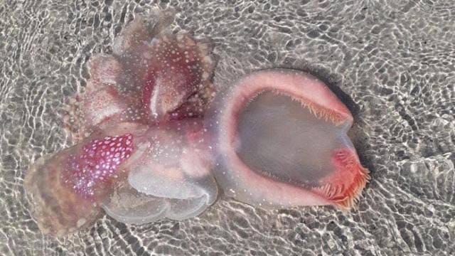 alien-like creature washes up on beach