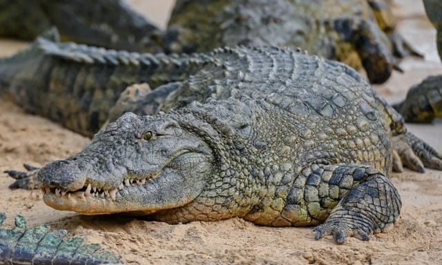 Escaped crocodiles from a flooded Chinese farm successfully recaptured