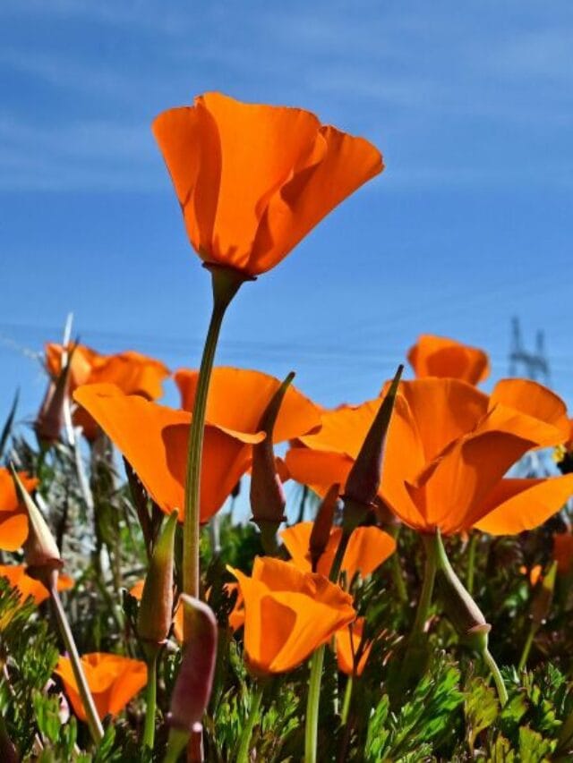 Antelope valley California poppy reserve offers the perfect spring escapade