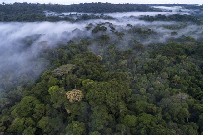 Amazon rainforest could be the source of the next deadly pandemic. Here's why
