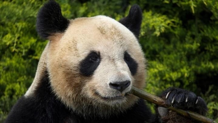China disseminates misinformation about Pandas in the US, impacting 'Panda Diplomacy'