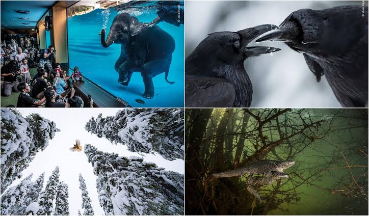 Wildlife photography of the year