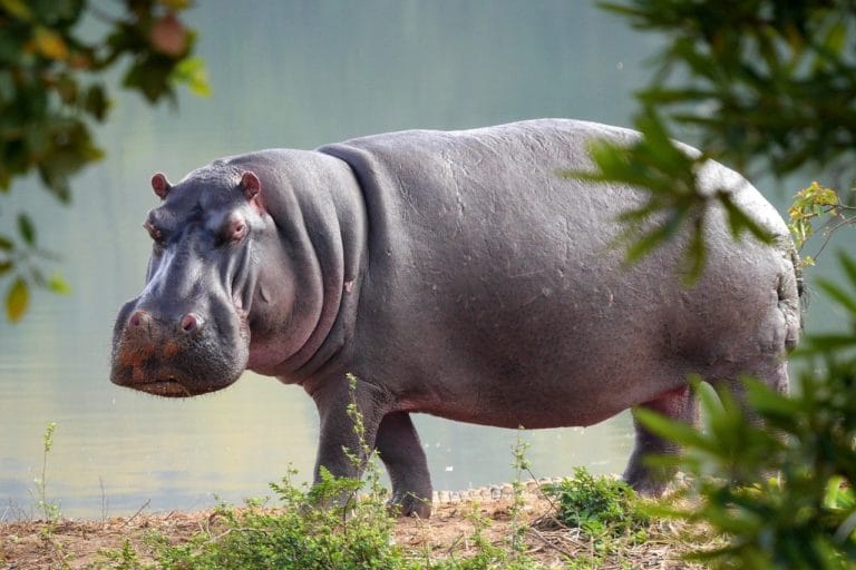 Japan: Hippo, believed to be male for the past seven years, turned out to be female
