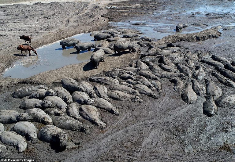 African drought leaves Hippos trapped in dried ponds