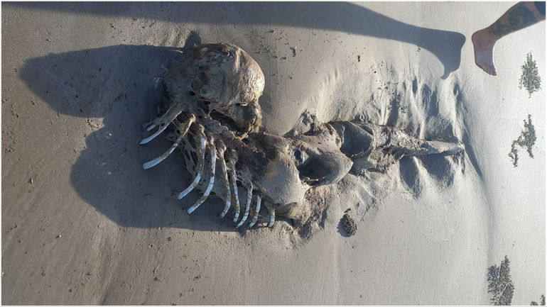 Skeleton of a mermaid-like mysterious creature washes up on beach in Australia