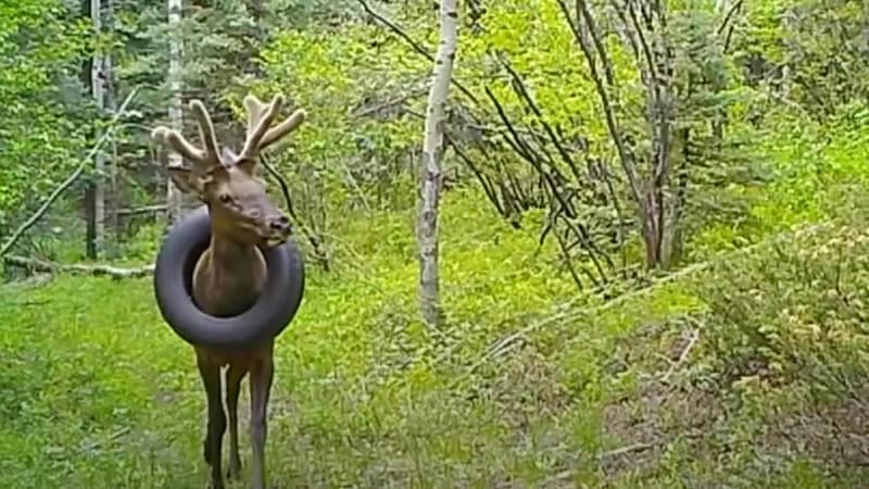 Wild deer that lived for 2 years with a tire around its neck freed