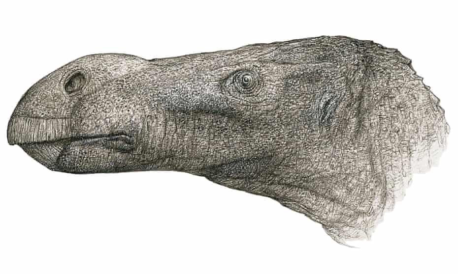 big-nosed dinosaur