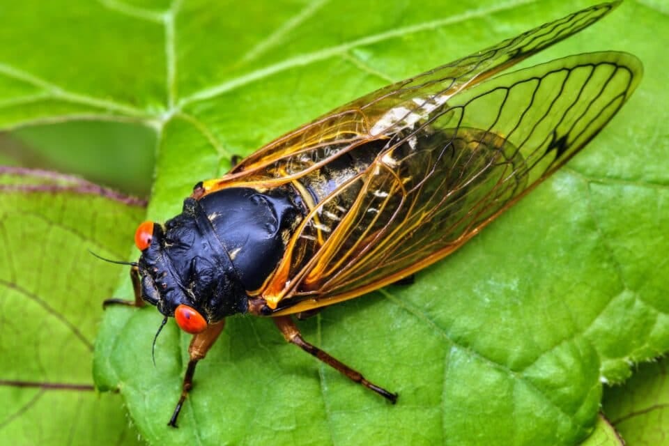 Hyper-sexual ‘zombie cicadas’ infected with sexually transmitted fungus expected to emerge this year: Experts