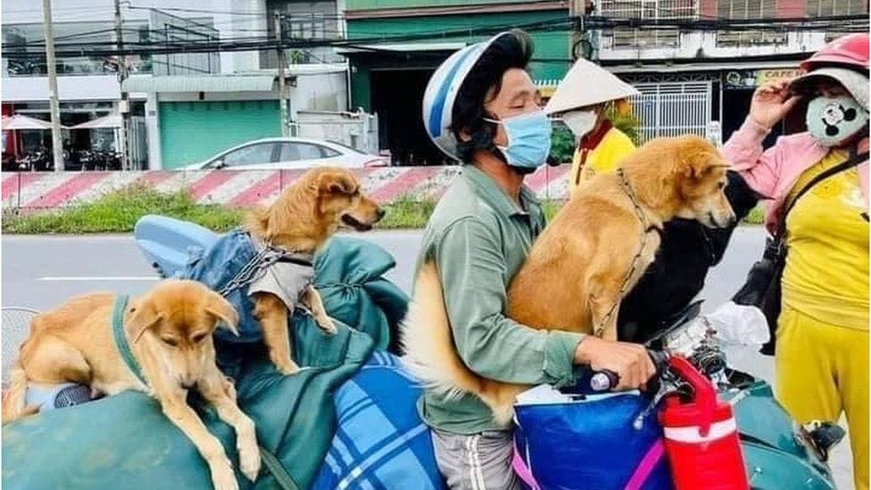 VIETNAM DOGS KILLED