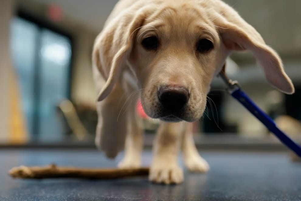 Scientists train dog to detect PTSD by sniffing human breath