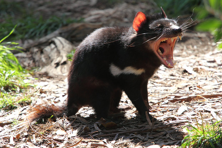 Rewilding: First Tasmanian devils born on mainland Australia for 3,000  years