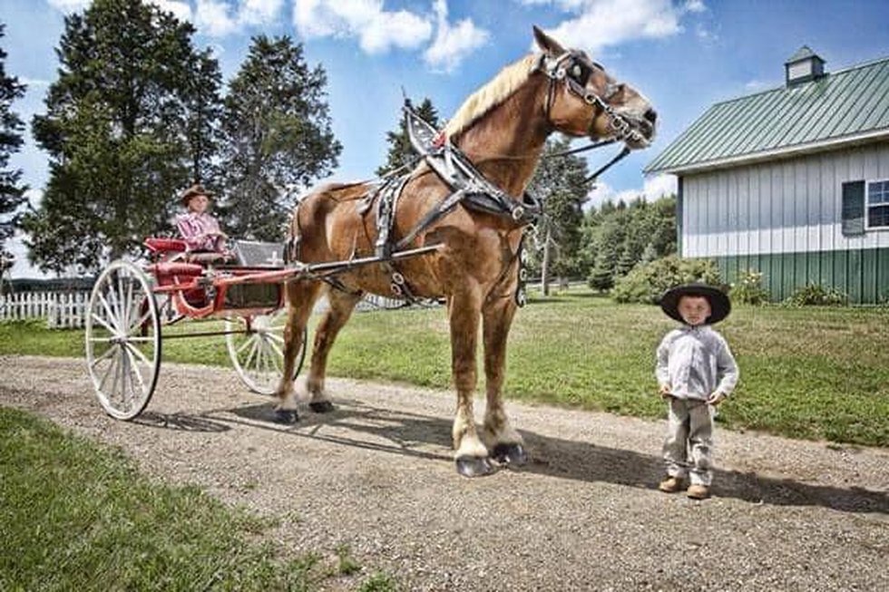 World’s tallest horse, Big Jake, dies in Wisconsin at age 20