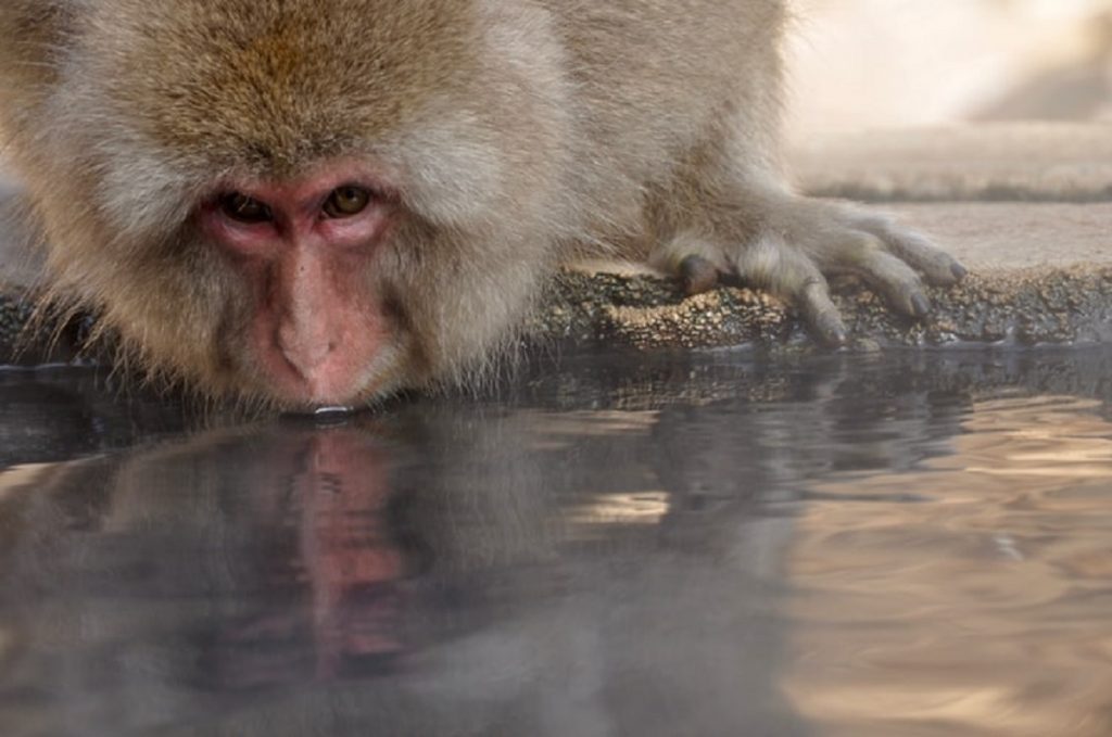 Monkey B virus