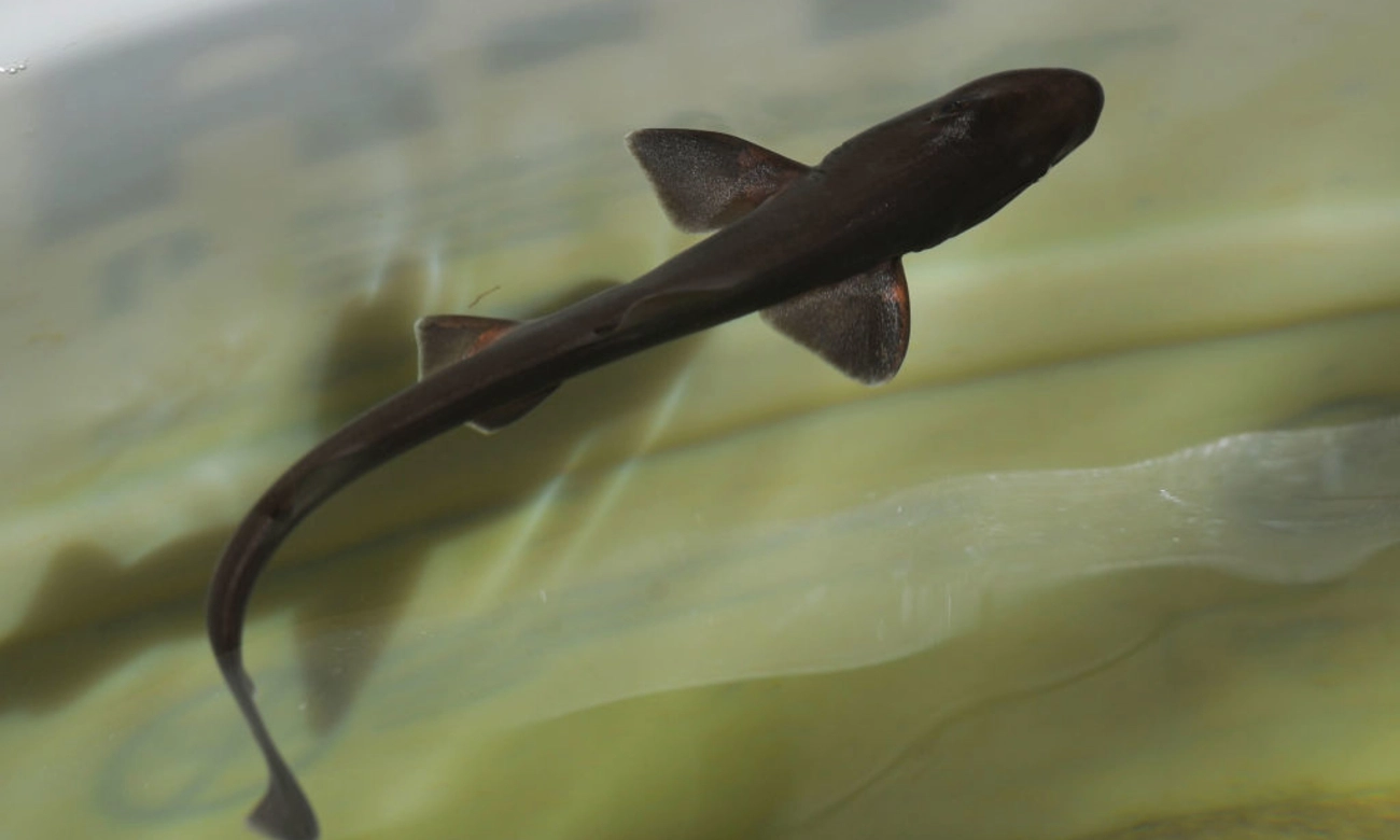 Miracle baby shark born in a tank full of females sharks