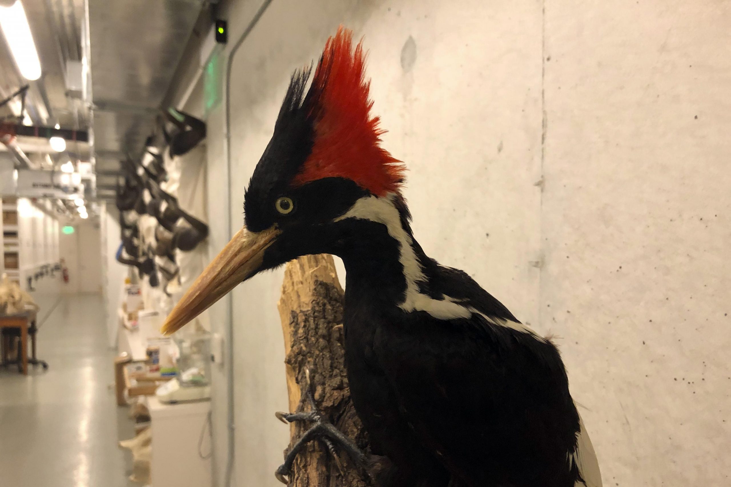 The US says ivory-billed woodpecker, 22 other species extinct