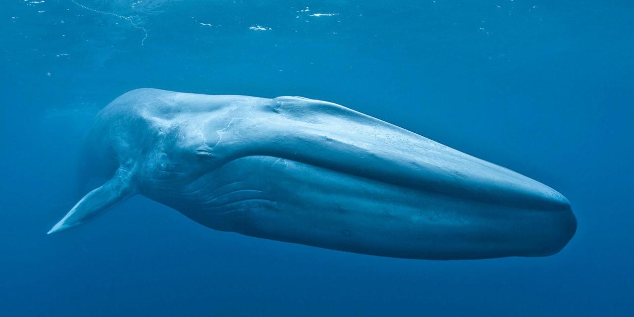 Watch video: World’s loneliest whale: Footage shows distressed orca slamming head