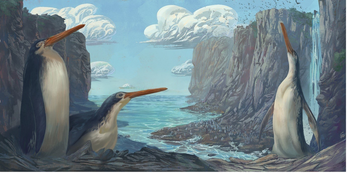 Giant Penguin fossil found by schoolkids gets classified