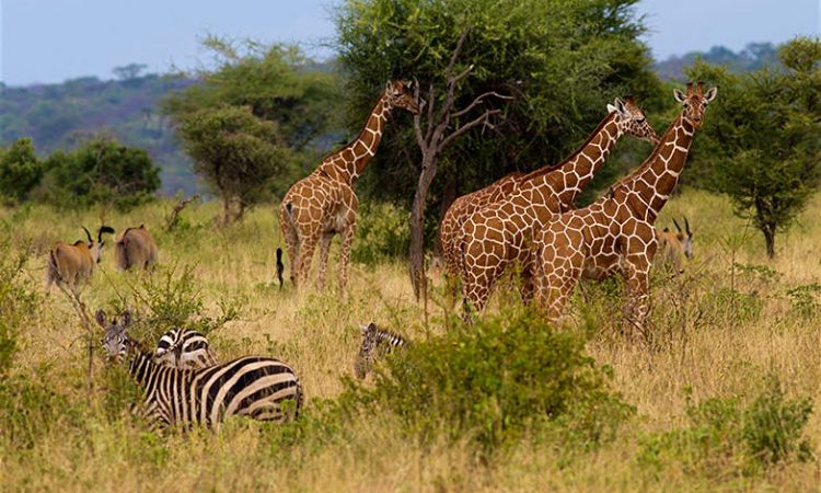 What's happening in Maasai Mara?