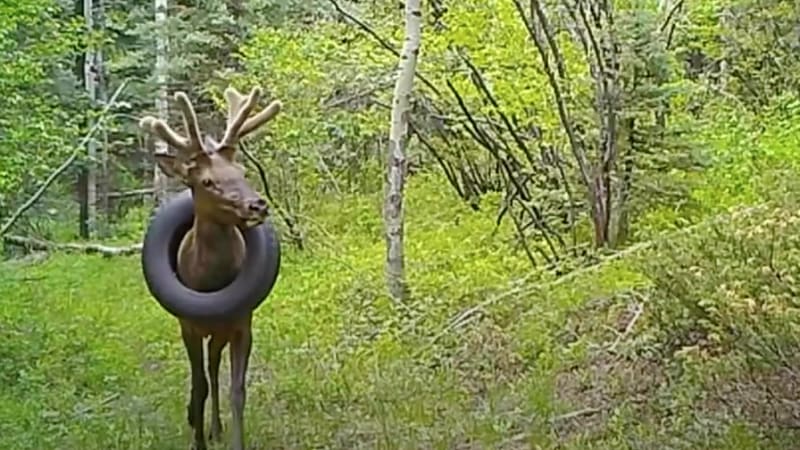 Wild deer that lived for 2 years with a tire around its neck freed