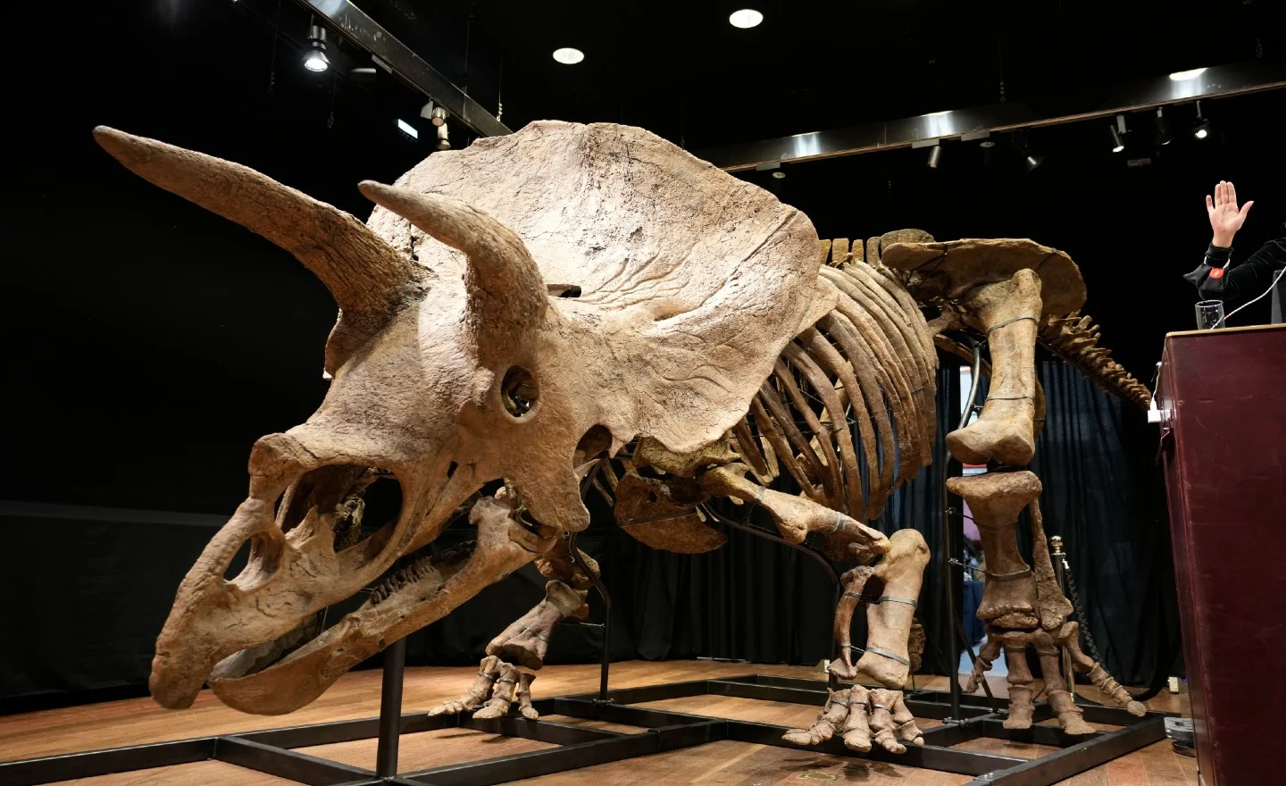 Remains of ‘Big John’, the largest known triceratops, fetch nearly €6.6m