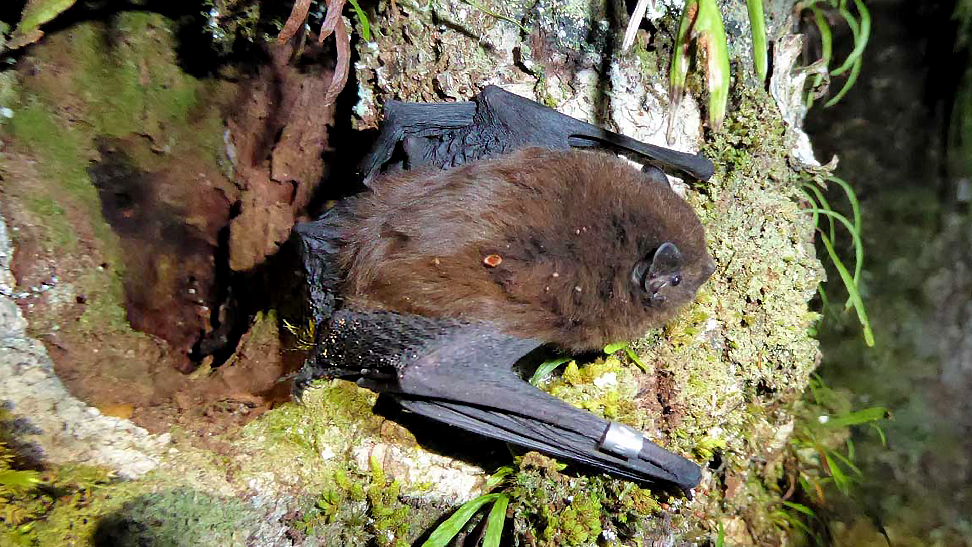 Best bird a bat: A bat has been named as New Zealand’s bird of the years