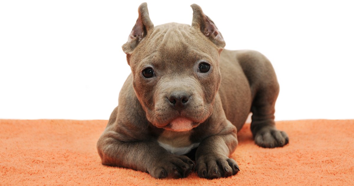 Dog mutilation: Breeders cropping ears to follow a social media trend