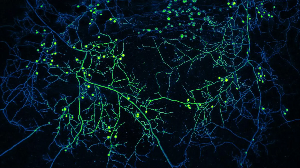 World’s underground fungal life to be mapped for the first time