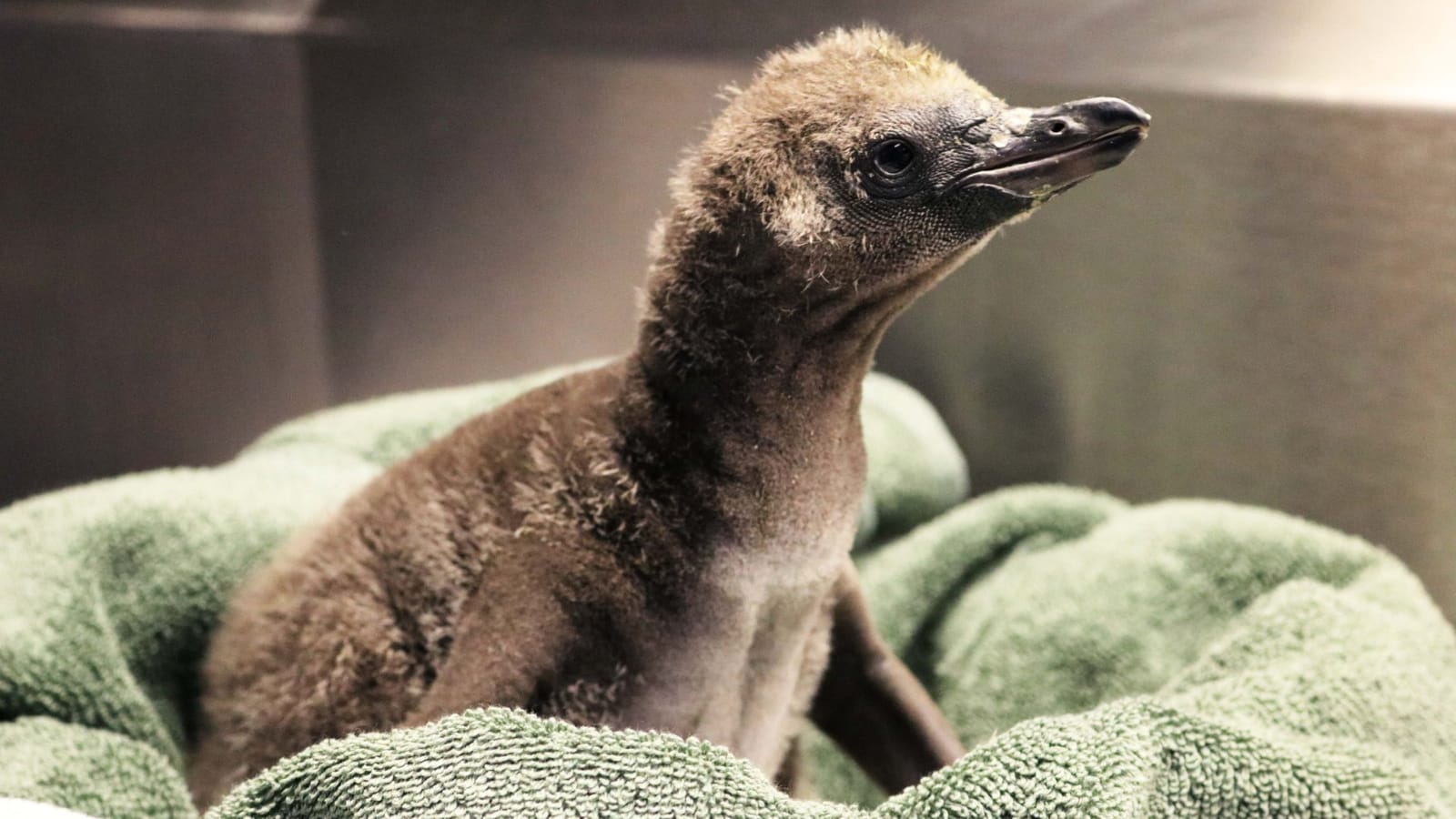 In a first, same-sex penguins become foster parents in a US zoo￼