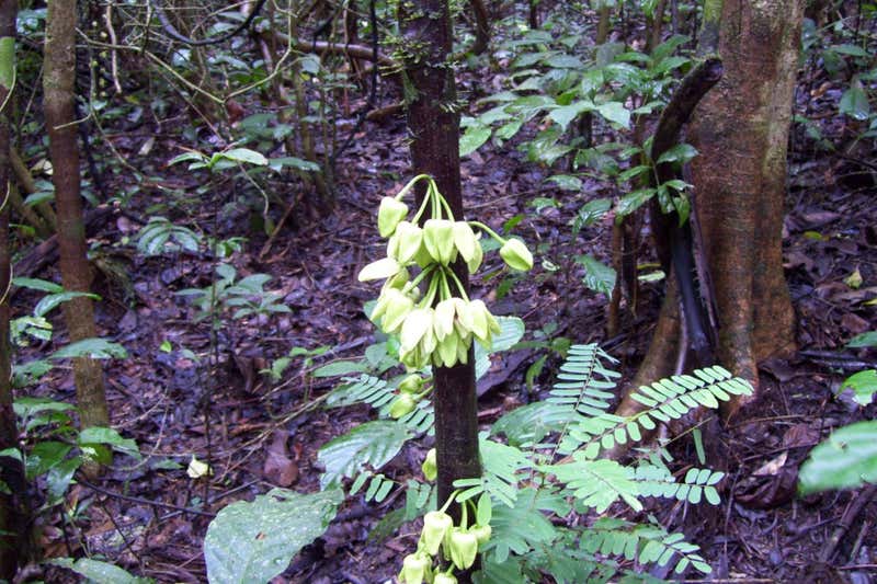 Uvariopsis DiCaprio: Scientists name a tree after Leonardo DiCaprio