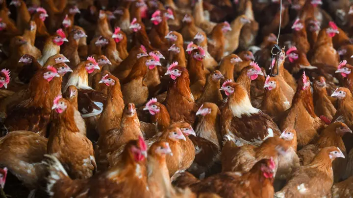 Human case of bird flu detected in the UK
