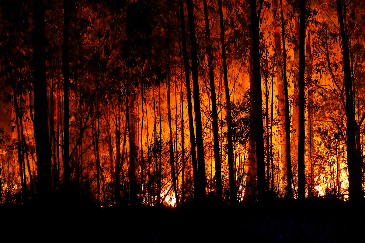 UN warns about the extremity of wildfires, says it could get worse globally 