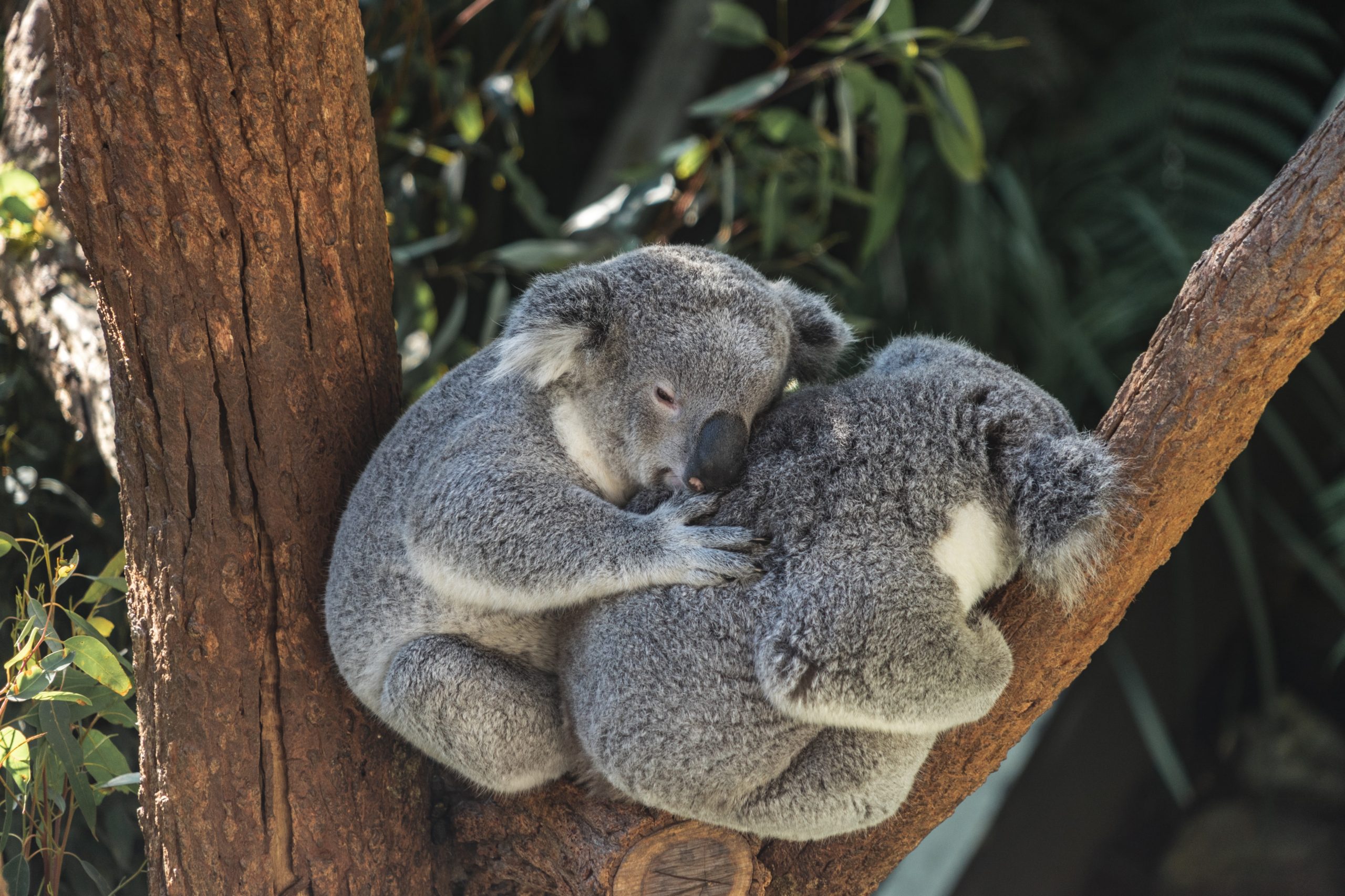 Australia lists ‘Koalas’ as endangered species