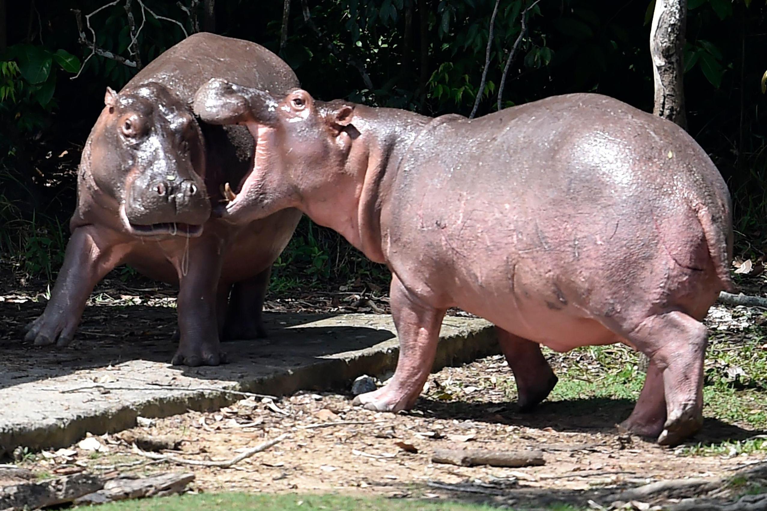 End of the road for Escobar’s ‘cocaine’ hippos in Colombia?