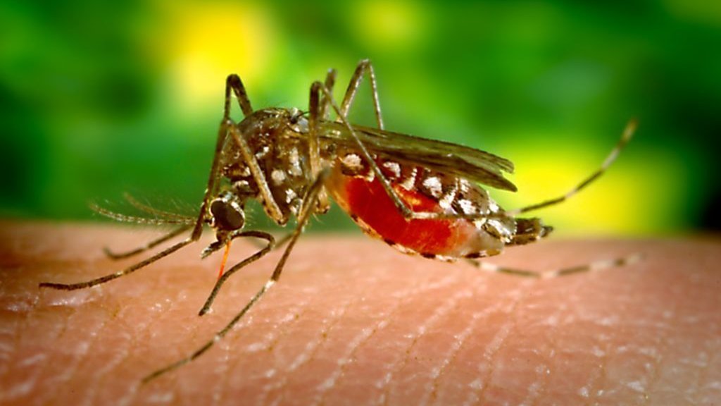 US may release billions of genetically modified male mosquitoes