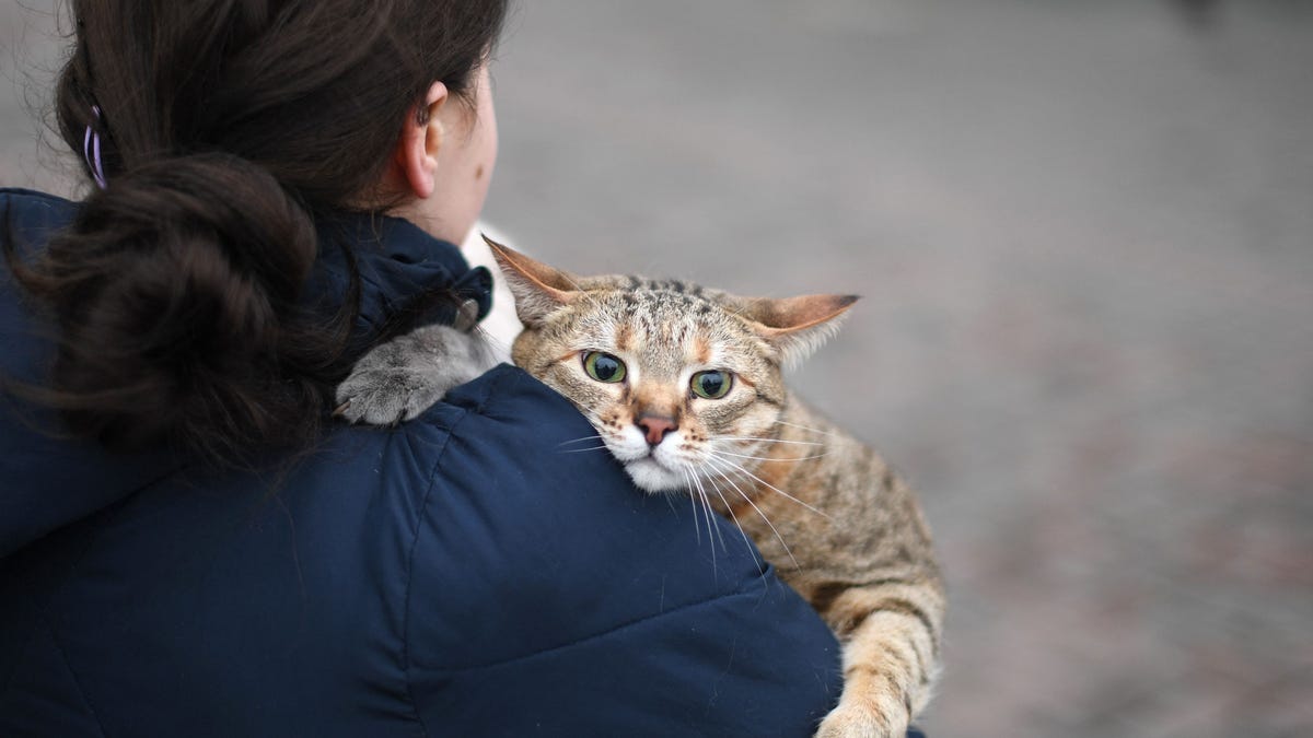 Amid Russia’s invasion of Ukraine, now Russian cats face restrictions from international competitions