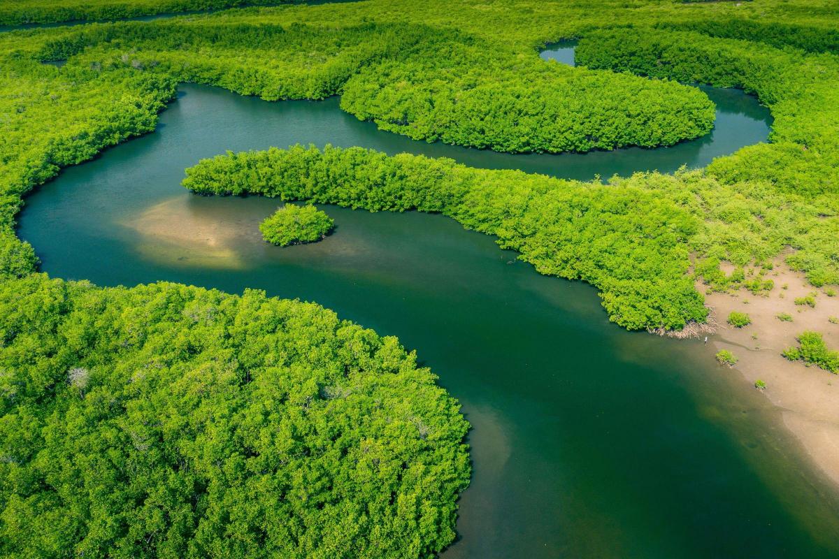 Amazon rainforest reaching a tipping point: Study
