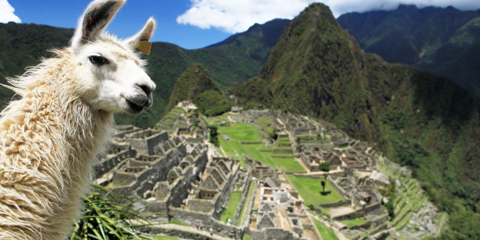 The Healing Tree Center Launches 7 Day Ayahuasca Retreat and Machu Picchu Tour