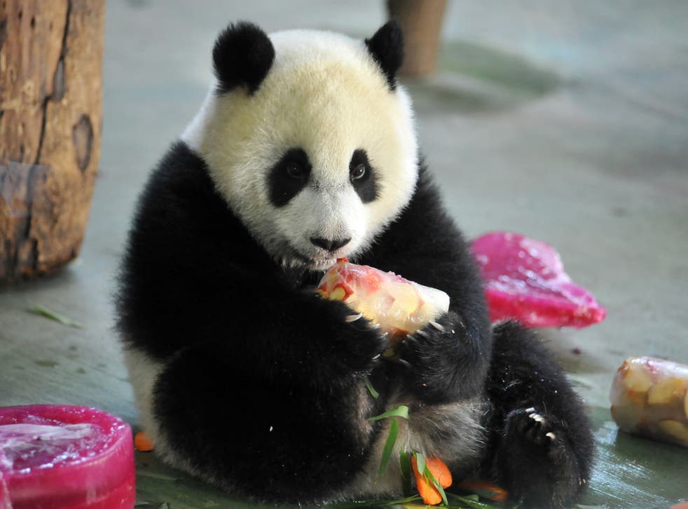 Taipei Zoo puts two ‘obese’ pandas on a weight-loss diet and forced exercise routine