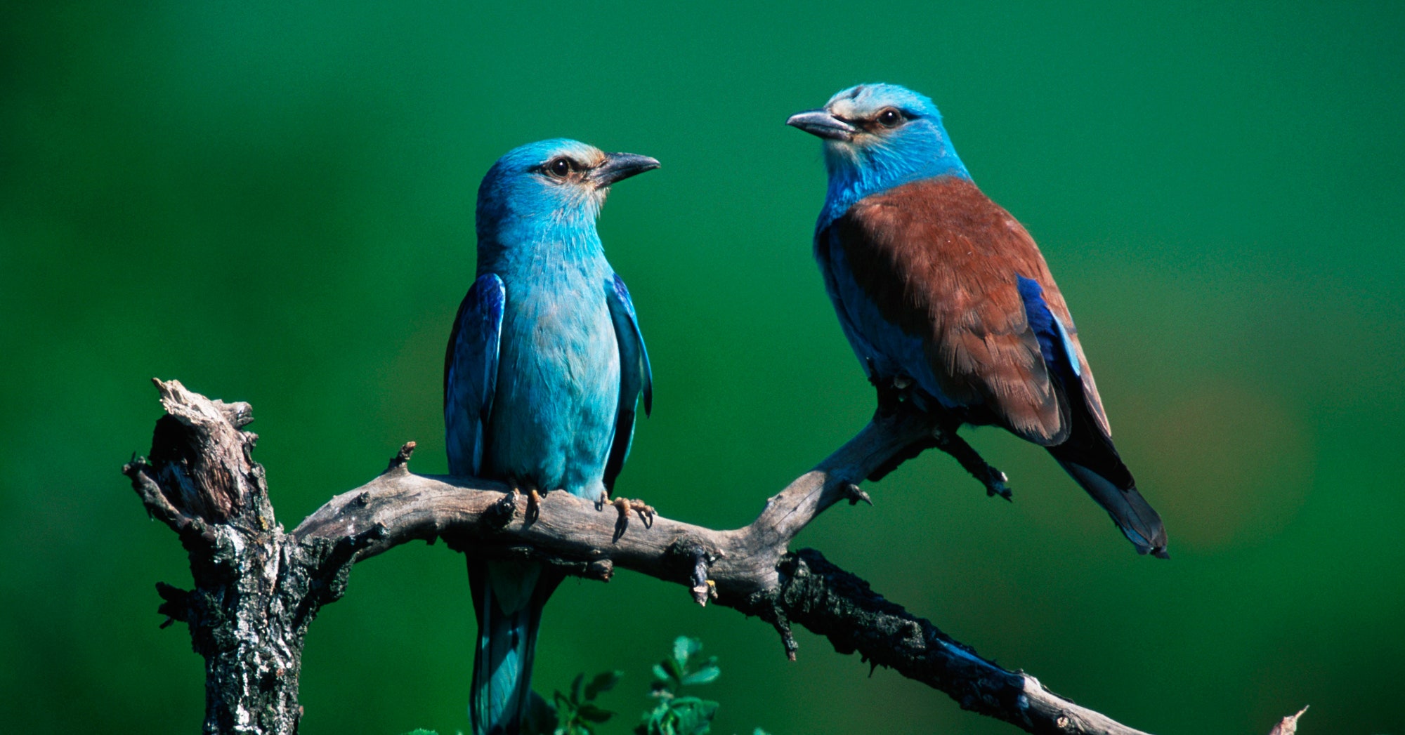 Birds are laying eggs earlier as climate change shifts springs: Study