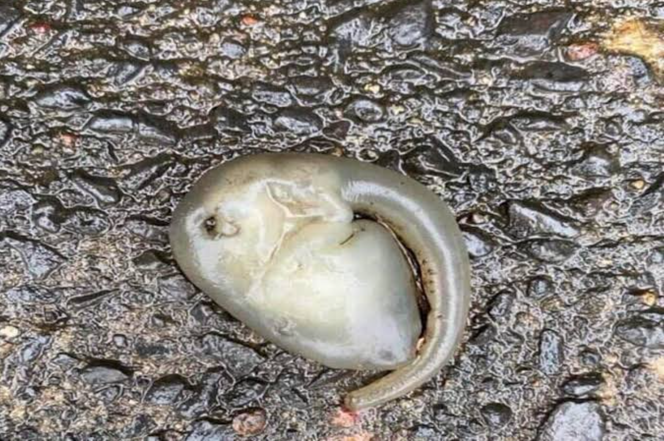 Strange ‘alien-like’ creature found on streets of Sydney amid heavy rainfall