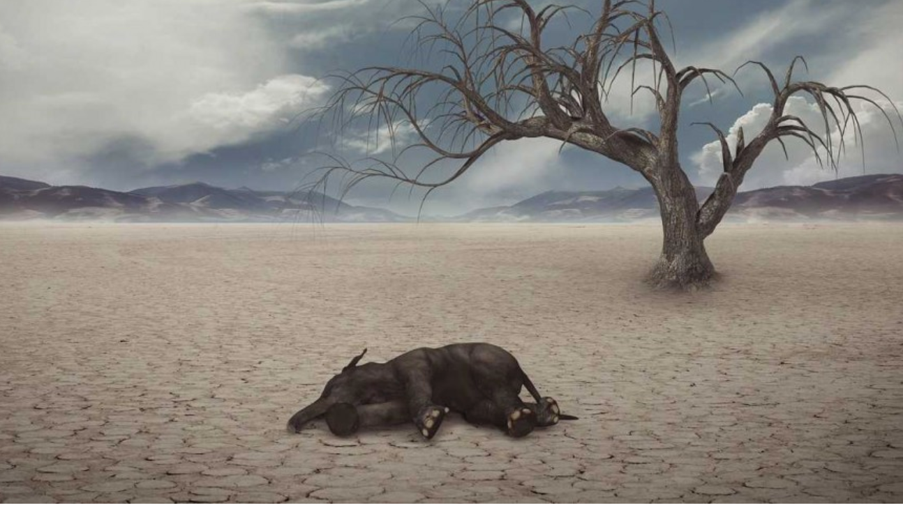 Breezy Explainer: Sixth mass extinction in progress: What is in for our future?