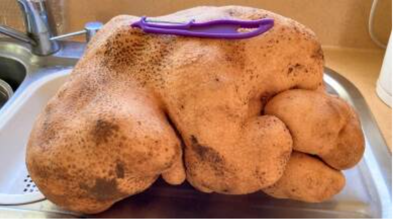 World’s largest potato denied title because it’s not a potato