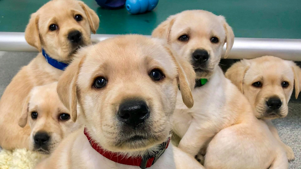 American Kennel Club reveals top dog breeds in the US