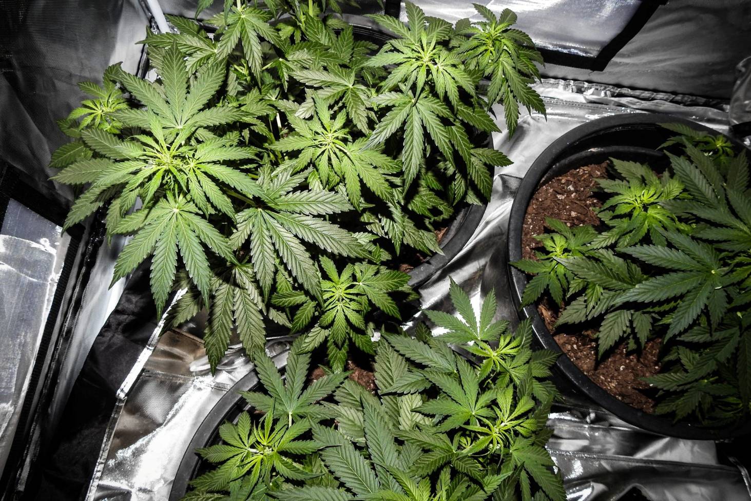 As protesters leave, cannabis grows in NZ’s Parliament garden