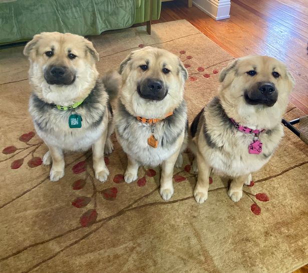 Woman spends £40,000 cloning dead dog, says it was ‘worth every penny’