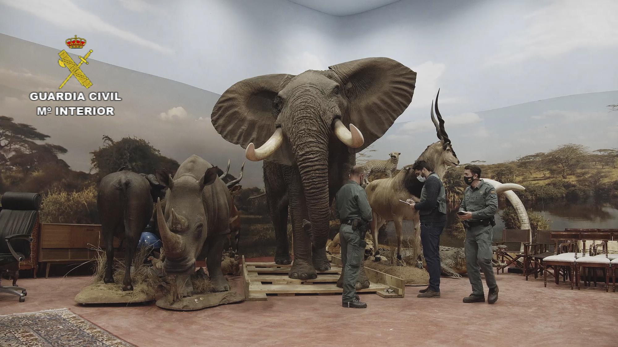 Private taxidermy museum with over 1,000 stuffed animals found in Spain